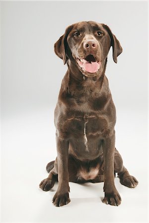 retriever - Portrait of Dog Stock Photo - Premium Royalty-Free, Code: 600-03179184