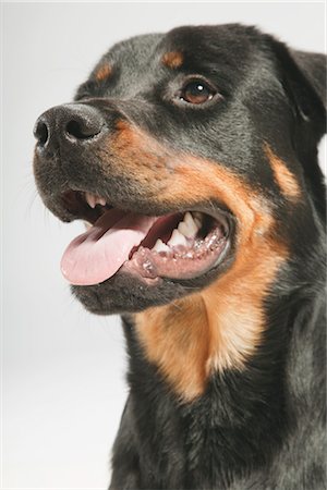 rottweiler - Portrait of Dog Foto de stock - Sin royalties Premium, Código: 600-03179183