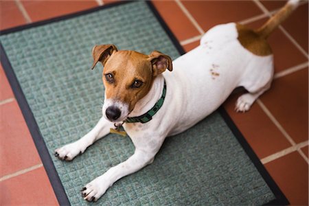 fox-terrier - Smooth Coat Jack Russell Terrier Photographie de stock - Premium Libres de Droits, Code: 600-03171572