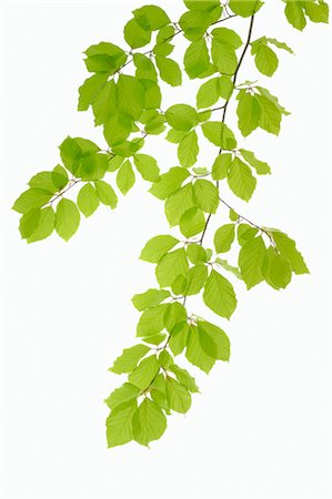 Branch of European Beech Stock Photo - Premium Royalty-Free, Code: 600-03171589