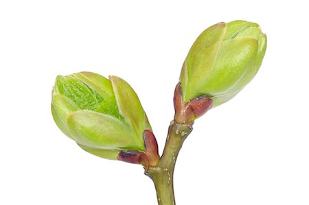 Tree Bud Foto de stock - Sin royalties Premium, Código: 600-03171590