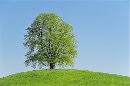 Lime Tree, Canton of Zurich, Switzerland Stock Photo - Premium Royalty-Free, Code: 600-03171593