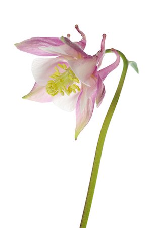 stem (botanical) - Columbine Flower Stock Photo - Premium Royalty-Free, Code: 600-03171606