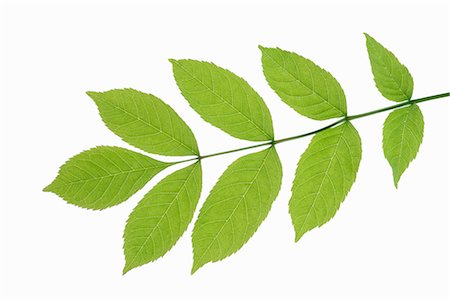 fraxinus - Ash Tree Leaf Foto de stock - Sin royalties Premium, Código: 600-03171608