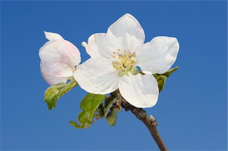 simsearch:600-01878949,k - Apple Blossom, Bavaria, Germany Stock Photo - Premium Royalty-Free, Code: 600-03171600