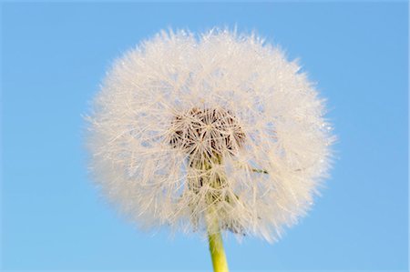 dandelion blue sky - Dandelion Clock, Bavaria, Germany Stock Photo - Premium Royalty-Free, Code: 600-03171602