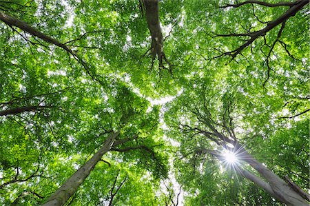 Looking up at Beech Trees, Mecklenburg-Vorpommern, Germany Foto de stock - Sin royalties Premium, Código: 600-03171615