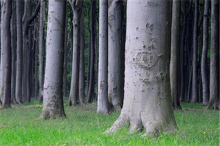 Hêtre arbres, Poméranie occidentale, Land de Mecklembourg-Poméranie occidentale, Allemagne Photographie de stock - Premium Libres de Droits, Code: 600-03171613