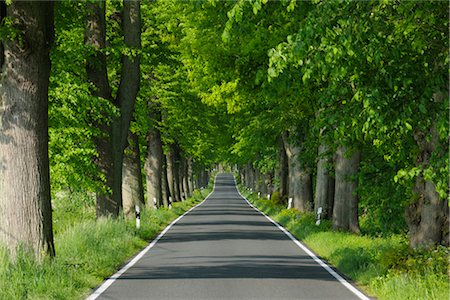 Road, l'île de Rügen, Mecklembourg, Mecklembourg-Poméranie occidentale, Allemagne Photographie de stock - Premium Libres de Droits, Code: 600-03194818