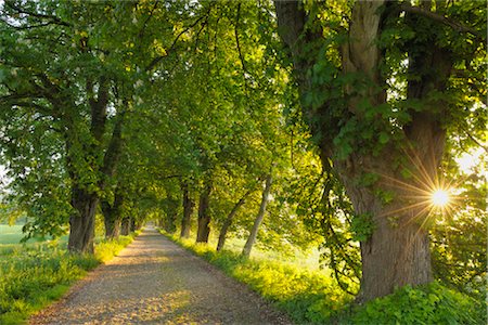 Road, Island of Ruegen, Mecklenburg, Mecklenburg-Vorpommern, Germany Foto de stock - Sin royalties Premium, Código: 600-03194828