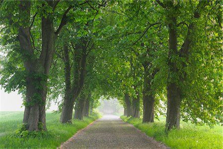 Road, l'île de Rügen, Mecklembourg, Mecklembourg-Poméranie occidentale, Allemagne Photographie de stock - Premium Libres de Droits, Code: 600-03194821