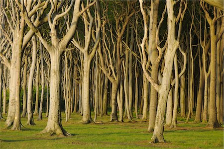 eerie forest - Beech Trees, Nienhagen, Bad Doberan, Western Pomerania, Mecklenburg-Vorpommern, Germany Stock Photo - Premium Royalty-Free, Code: 600-03194836