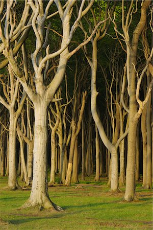 fagus sylvatica - Hêtre arbres, Bollhagen, Bad Doberan, Poméranie occidentale, Land de Mecklembourg-Poméranie occidentale, Allemagne Photographie de stock - Premium Libres de Droits, Code: 600-03194837