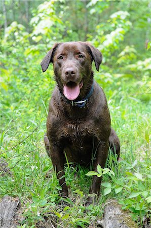 Portrait de chien Photographie de stock - Premium Libres de Droits, Code: 600-03202541