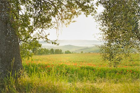 flower fields - Olive tree and Shirley Poppy  Field, Castiglione d' Orcia, Val d'Orcia, Tuscany, Italy Stock Photo - Premium Royalty-Free, Code: 600-03210236