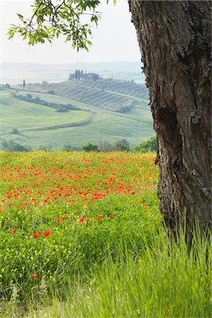 Olive Tree Trunk und Shirley Poppy Field, Castiglione d ' Orcia, Val d' Orcia, Toskana, Italien Stockbilder - Premium RF Lizenzfrei, Bildnummer: 600-03210237