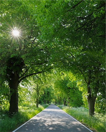 ruegen - Lime Trees along Road, Island of Ruegen, Mecklenburg-Western Pomerania, Germany Fotografie stock - Premium Royalty-Free, Codice: 600-03210241