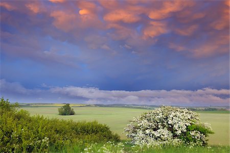 flower field dramatic - Ruegen, Ruegen District, Mecklenburg, Mecklenburg-Vorpommern, Germany Photographie de stock - Premium Libres de Droits, Code: 600-03210302