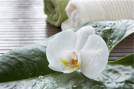 flowers with water droplets - Orchid and Towels Stock Photo - Premium Royalty-Free, Code: 600-03210347