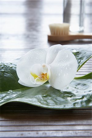 fresh flowers for water drops - Close-up of Orchid Foto de stock - Sin royalties Premium, Código: 600-03210351