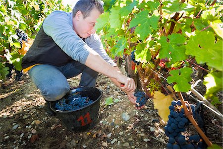 Man Picking Grapes at Vineyard, Pauillac, Gironde, Aquitane, France Stock Photo - Premium Royalty-Free, Code: 600-03210638