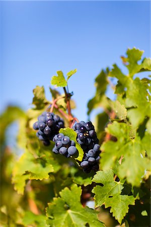 Close Up of Grapes at Vineyard, Pauillac, Gironde, Aquitane, France Stock Photo - Premium Royalty-Free, Code: 600-03210639