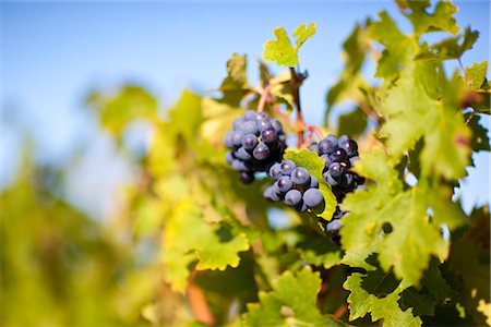 simsearch:689-03129183,k - Close Up of Grapes at Vineyard, Pauillac, Gironde, Aquitane, France Fotografie stock - Premium Royalty-Free, Codice: 600-03210641