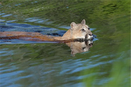 puma - Mountain Lion Swimming. Minnesota, USA Foto de stock - Sin royalties Premium, Código: 600-03229235