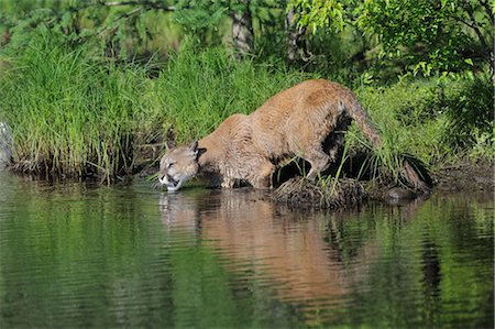 puma animal - Mountain Lion on Riverbank. Minnesota, USA Stock Photo - Premium Royalty-Free, Code: 600-03229236