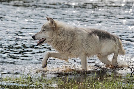 Gray Wolf in Water, Minnesota, USA Foto de stock - Sin royalties Premium, Código: 600-03229238