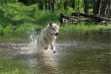 simsearch:600-03333556,k - Gray Wolf en cours d'exécution à travers l'eau, Minnesota, USA Photographie de stock - Premium Libres de Droits, Code: 600-03229239