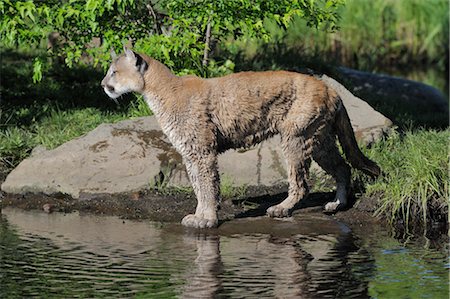 simsearch:600-00954177,k - Mountain Lion, Minnesota, USA Foto de stock - Royalty Free Premium, Número: 600-03229230