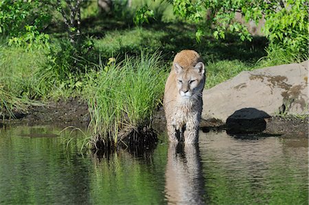 felis concolor - Mountain Lion, Minnesota, USA Stock Photo - Premium Royalty-Free, Code: 600-03229232