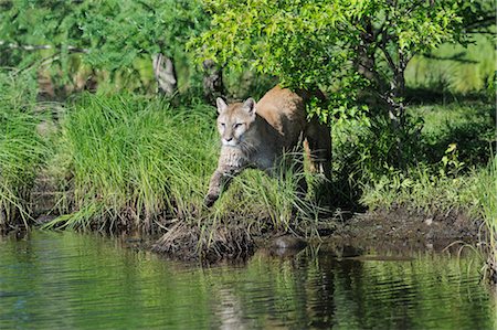 puma - Mountain Lion, Minnesota, USA Foto de stock - Sin royalties Premium, Código: 600-03229233