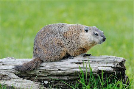 simsearch:600-00954177,k - Groundhog, Minnesota, USA Foto de stock - Royalty Free Premium, Número: 600-03229248