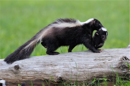 simsearch:700-09245592,k - Striped Skunk carrying Young, Minnesota, USA Stock Photo - Premium Royalty-Free, Code: 600-03229242