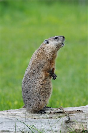 Groundhog on Log, Minnesota, USA Foto de stock - Sin royalties Premium, Código: 600-03229258