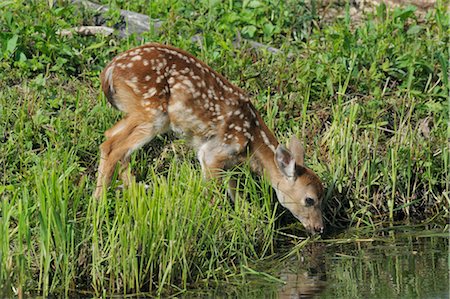 White Tailed Deer Fawn, Minnesota, USA Foto de stock - Sin royalties Premium, Código: 600-03229267