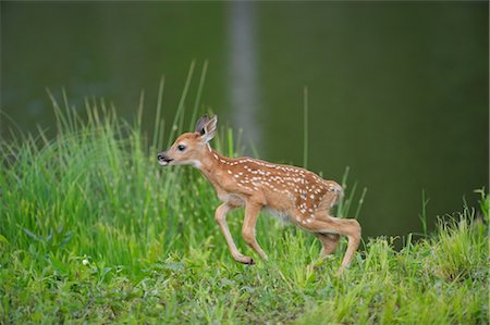 White Tailed Deer Fawn, Minnesota, USA Foto de stock - Royalty Free Premium, Número: 600-03229268