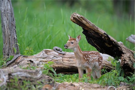 White Tailed Deer Fawn, Minnesota, USA Photographie de stock - Premium Libres de Droits, Code: 600-03229269