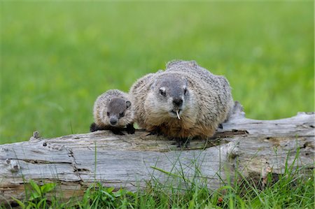 Groundhog with Young, Minnesota, USA Foto de stock - Sin royalties Premium, Código: 600-03229260