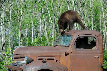 simsearch:600-03229260,k - Ours noir sur le dessus de vieux camions, Minnesota, États-Unis Photographie de stock - Premium Libres de Droits, Code: 600-03229277