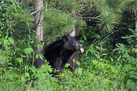 simsearch:600-03229252,k - Black Bear Sticking out Tongue, Minnesota, USA Foto de stock - Royalty Free Premium, Número: 600-03229279