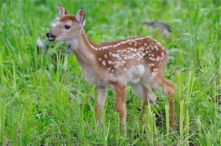 White Tailed Deer Fawn, Minnesota, USA Foto de stock - Royalty Free Premium, Número: 600-03229270