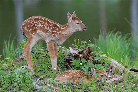 spotted (animal) - White Tailed Deer Fawns, Minnesota, USA Stock Photo - Premium Royalty-Free, Code: 600-03229271