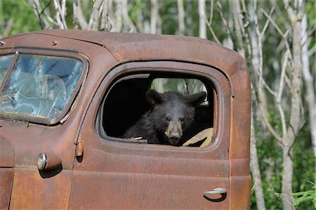 Ours noir en camion abandonné, Minnesota, États-Unis Photographie de stock - Premium Libres de Droits, Code: 600-03229272