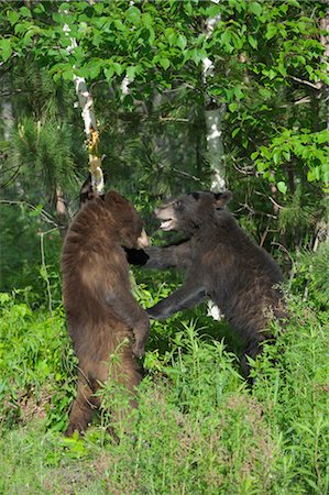 simsearch:600-03229246,k - Ours noirs Sparring, Minnesota, USA Photographie de stock - Premium Libres de Droits, Code: 600-03229286