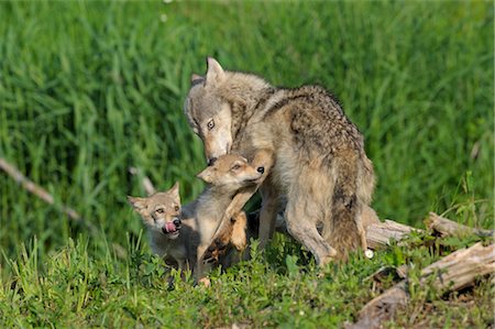 simsearch:600-03229306,k - Loup gris avec des chiots, Minnesota, USA Photographie de stock - Premium Libres de Droits, Code: 600-03229288