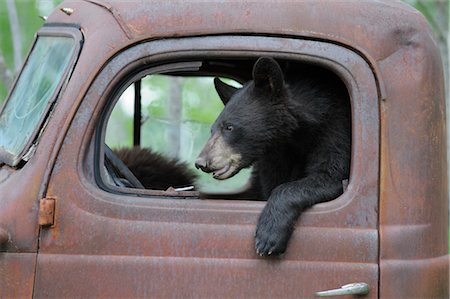 drive old car - Ours noir en vieux camion, Minnesota, USA Photographie de stock - Premium Libres de Droits, Code: 600-03229282