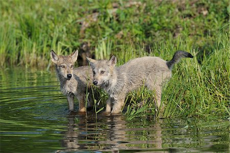 Gray Wolf Pups by Water, Minnesota, USA Fotografie stock - Premium Royalty-Free, Codice: 600-03229298